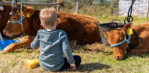 kingsbridge show 2025 1 300x147 - kingsbridge-show-2025-1