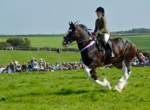 Horse 300x220 - Horse